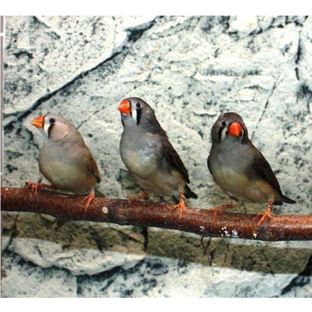 Zebrafinke hun (Taeniopygia guttata)